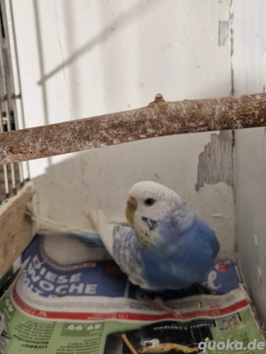 Wellensittich Weibchen - weiß lila