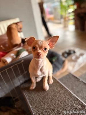 Chihuahua Welpe 