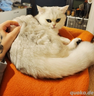 bkh katze mit stammbaum 