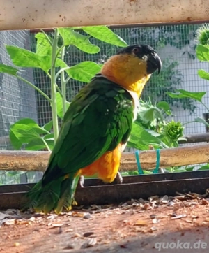Schweren Herzens verkaufen wir ein paar  Grünzügelpapagi 