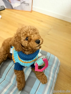 Toypudel Welpen (Weibchen)   3 Monate alt, gechipt & geimpft 