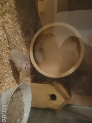 Wüstenrennmäuse Gerbil