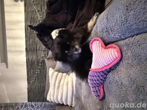 Süße Pomeranian (Boo toy) Welpen Mädchen zu verkaufen