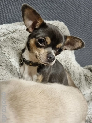Chihuahua Hündin 1 Jahr