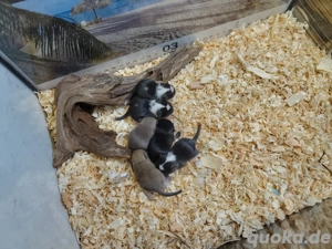  Mongolische Rennmausbabys aus verantwortungsvoller Zucht suchen liebevolles Zuhause! (Rennmäuse)