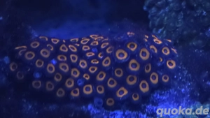 Zoanthus Johnny Pumpkin Meerwasser Korallenableger Koralle