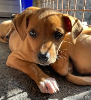 Maja und ihr Bruder Flip suchen ihre Familien