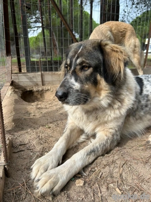 Zuhause oder Pflegestelle gesucht für Adele 