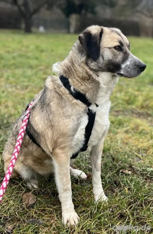 MISSY, Mischling, Hündin, Hund, Mix mittelgroß, Schäferhundmischling Bild 6
