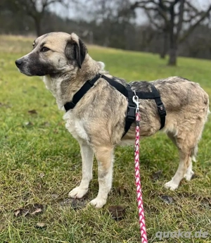 MISSY, Mischling, Hündin, Hund, Mix mittelgroß, Schäferhundmischling Bild 5