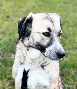 MISSY, Mischling, Hündin, Hund, Mix mittelgroß, Schäferhundmischling Bild 3