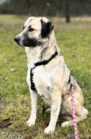 MISSY, Mischling, Hündin, Hund, Mix mittelgroß, Schäferhundmischling