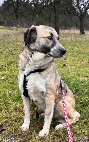 MISSY, Mischling, Hündin, Hund, Mix mittelgroß, Schäferhundmischling Bild 2