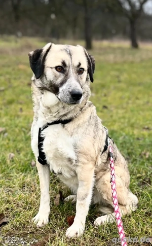 MISSY, Mischling, Hündin, Hund, Mix mittelgroß, Schäferhundmischling Bild 7