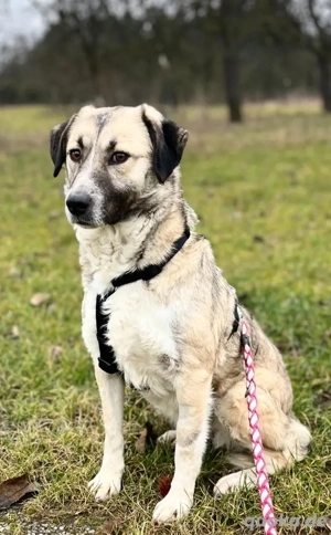 MISSY, Mischling, Hündin, Hund, Mix mittelgroß, Schäferhundmischling Bild 8