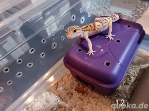Leopardgecko Nachwuchs 2025 zu Verkaufen  Bild 4