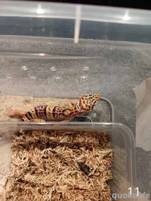 Leopardgecko Nachwuchs 2025 zu Verkaufen  Bild 6