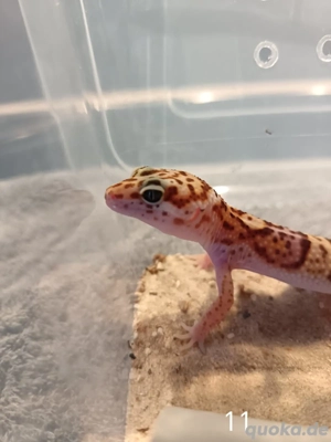 Leopardgecko Nachwuchs 2025 zu Verkaufen  Bild 5