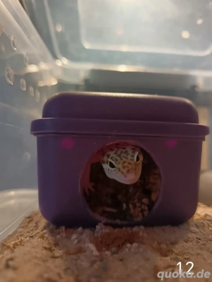 Leopardgecko Nachwuchs 2025 zu Verkaufen  Bild 3