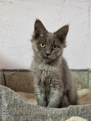 Blue Maine Coon mit Stammbaum. 