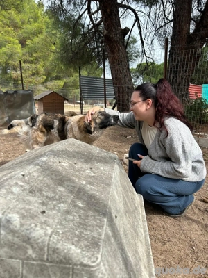 Zuhause oder Pflegestelle gesucht für Jule 