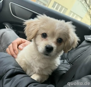 Teddy, geb. 09 2025, lebt in Bosnien und sucht ein Zuhause