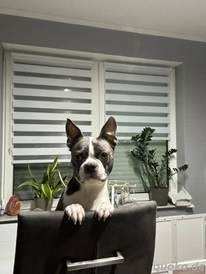 Boston Terrier Welpen 