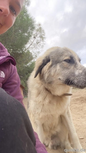 Zuhause oder Pflegestelle gesucht für Jakob  Bild 5