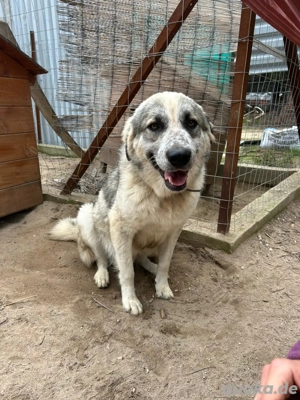 Zuhause oder Pflegestelle gesucht für Jakob  Bild 2