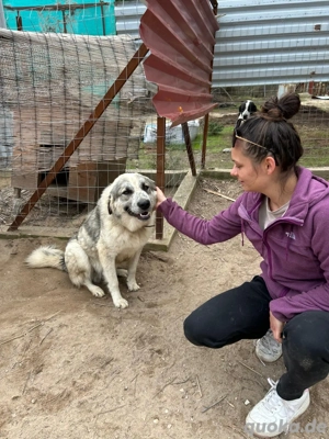 Zuhause oder Pflegestelle gesucht für Jakob  Bild 4