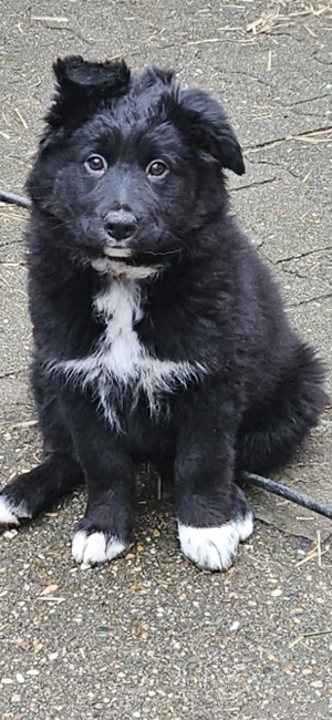 Boder Altdeutschehütehundmix Welpen