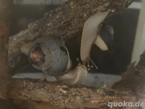 Acavus haemastoma haemastoma, tolle Schneckenart  