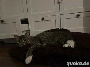 Männlicher Kater abzugeben 7 Monate alt