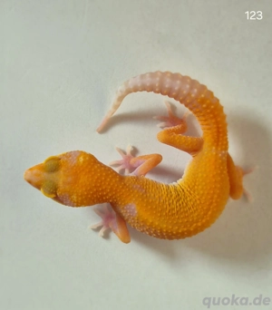 Leopardgeckos zu verkaufen