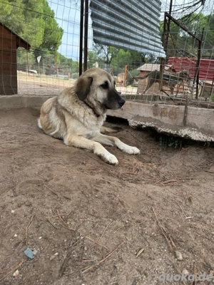 Zuhause oder Pflegestelle gesucht für Brumi  Bild 4