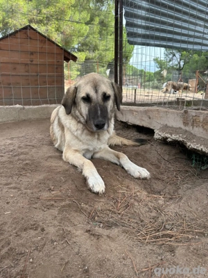 Zuhause oder Pflegestelle gesucht für Brumi  Bild 5