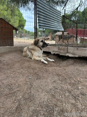 Zuhause oder Pflegestelle gesucht für Brumi  Bild 2