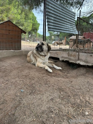 Zuhause oder Pflegestelle gesucht für Brumi  Bild 3