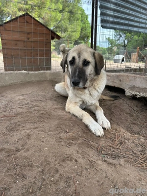 Zuhause oder Pflegestelle gesucht für Brumi 