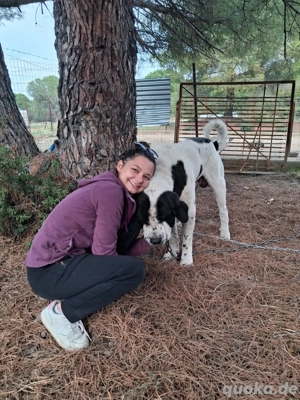 Zuhause oder Pflegestelle gesucht für Beethoven  Bild 3