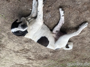 Zuhause oder Pflegestelle gesucht für Beethoven  Bild 4