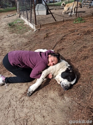 Zuhause oder Pflegestelle gesucht für Beethoven  Bild 2