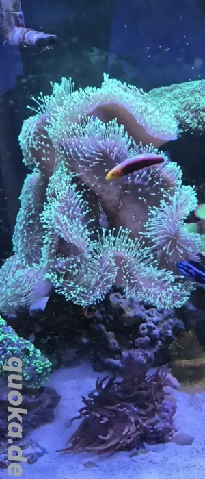 Sarcophyton ehrenbergi