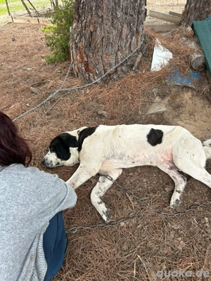 Zuhause oder Pflegestelle gesucht für Beethoven  Bild 5