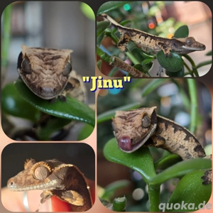 0.0.1 Correlophus ciliatus Kronengecko