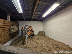 Pferdebox, Stallplatz, flexibel Versogung Bild 3
