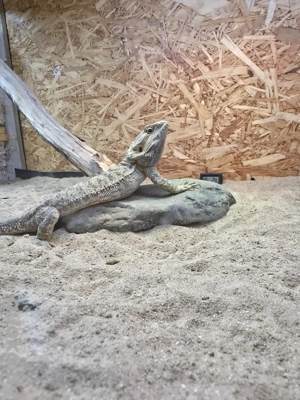 Bartagame mit oder ohne Terrarium 