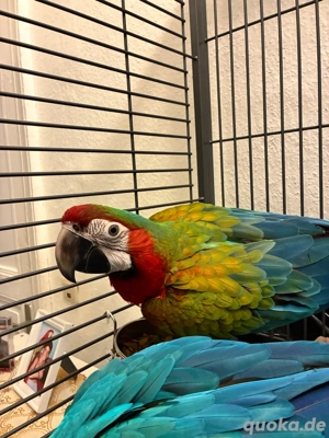 Gelbbrust hybrid ara jungtiere 