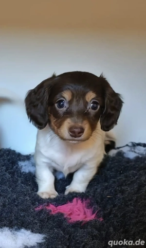 amerikanische Zwergdackel Welpen Dackel