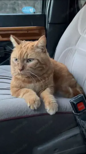 Ford Econoline E-150 Bild 5